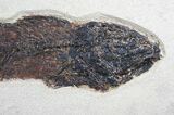 Mioplosus Fossil Fish - Green River Formation, Wyoming #13261-2